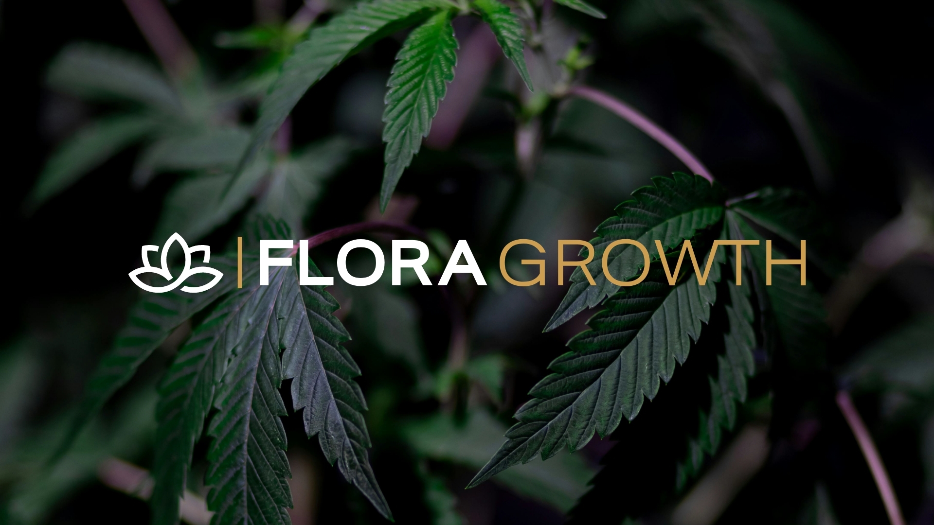 Flora Growth Corp. Reports Third Quarter 2024 Financial Results